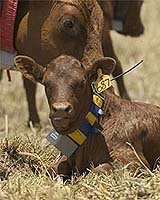 Cyber Cowboys And Virtual Shepherds