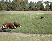 Grazing Land Management For Better Beef And Reef