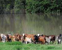 China cuts Australian beef imports after warning over virus probe