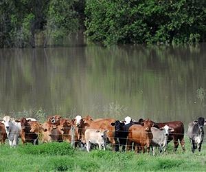Keeping Dairy Cows Outside is Good for the Outdoors