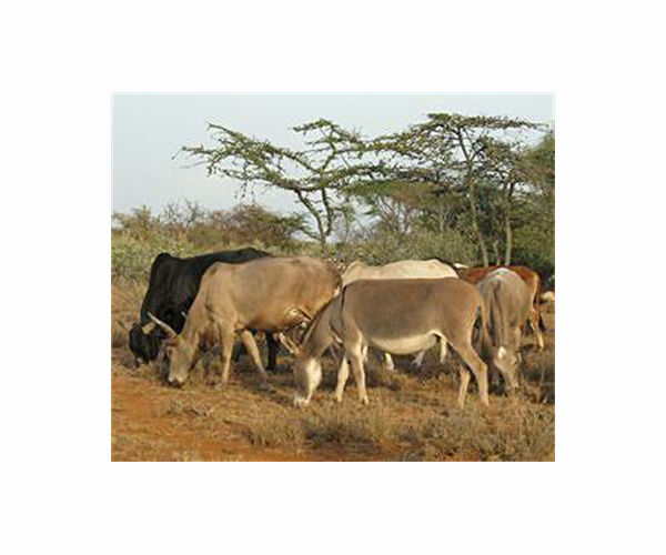 South Africa's latest hot export to China? Donkeys