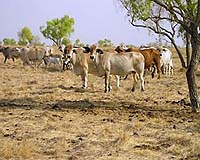 Adopting New Technology In The Burdekin