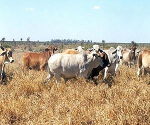 Warmer Ecosystems Could Absorb Less Atmospheric Carbon Dioxide