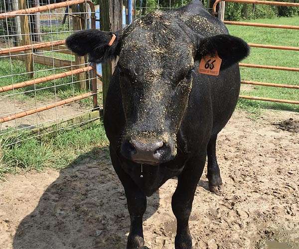 Can eliminating meat production save Planet Earth
