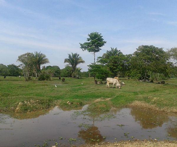 Turning over a new leaf, Colombian ranchers plant trees