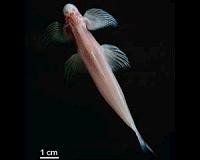 NJIT researchers make a major cavefish discovery in Thailand