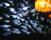 Mercury Contamination Of Fish Warrants Worldwide Public Warning