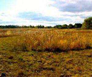 Study reports on declines in ecosystem productivity fueled by nitrogen-induced species loss