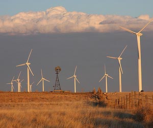 Evolutionary lessons for wind farm efficiency