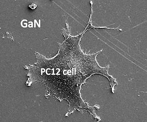 Research Finds Gallium Nitride is Non-Toxic, Biocompatible - Holds Promise For Biomedical Implants