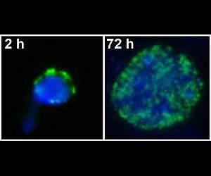 Plant seeds protect their genetic material against dehydration