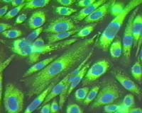 New imaging technique is developed