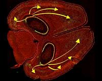 The location of neurons within the cortex affects how they process information