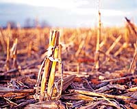 Mascoma Announces Major Cellulosic Biofuel Technology Breakthrough