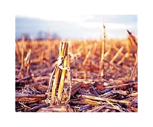 US unlikely to hit Renewable Fuel Standard for cellulosic biofuels