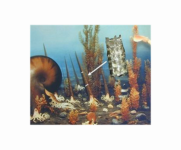 Extinct 10-armed cephalopod named after President Joe Biden
