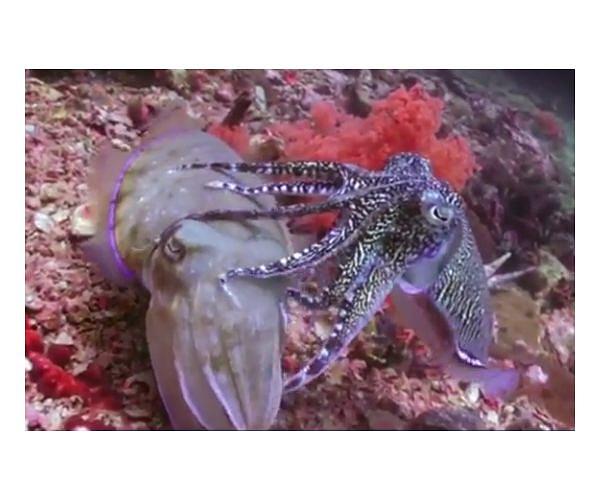 Smart gel will change shape when exposed to light