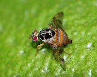 Gene-Engineered Flies Are Pest Solution