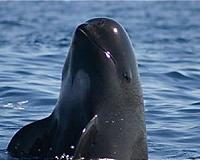 Mexican troops partner with activists to save vaquita porpoise