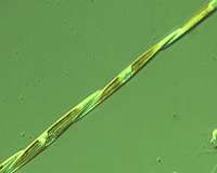 Toxic 'marine snow' can sink quickly, persist at ocean depths
