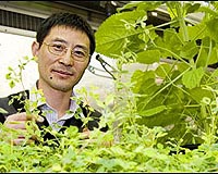 Plant Gene Mapping May Lead To Better Biofuel Production
