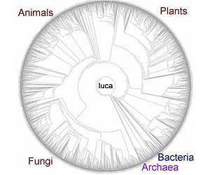 Last universal common ancestor more complex than previously thought