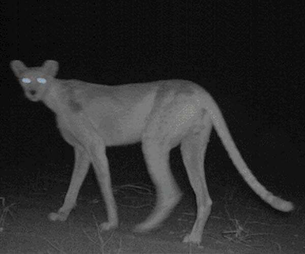 Cheetahs back in wild in India after seven decades
