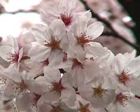 Japan to send cherry seeds into space