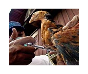Taiwan reports H6N1 bird flu case