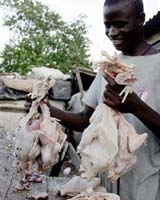 H5N1 Adapts To Summer Water Heat