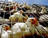 Digital Angel Discusses Goals Of The National Animal Identification System