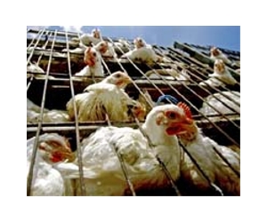 Basic disinfectant could halt bird flu spread: study