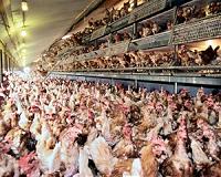 Macau culls 7,500 chicken over bird flu scare