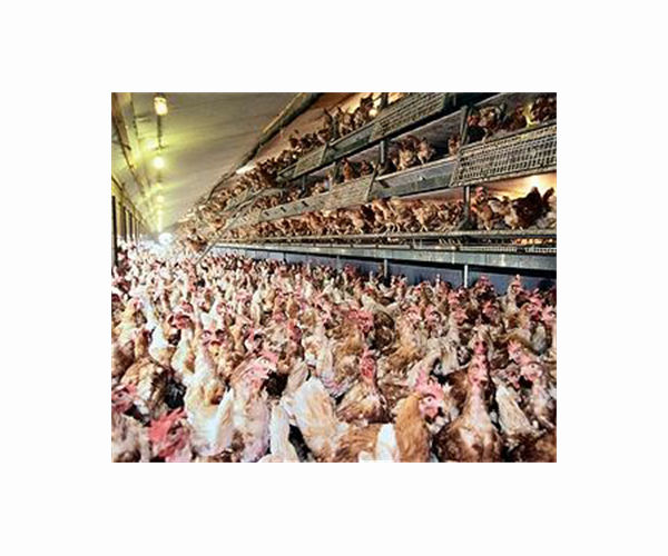 Bird flu kills 100,000 hens at Czech farm