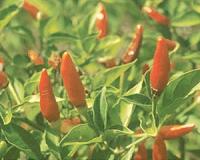 China chili fest gets off to scorching start