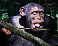 Chimpanzees have favorite 'tool set' for hunting staple food of army ants