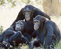 Revisiting The Science Behind Planet Of The Apes