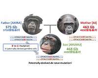 Japanese scientists estimate the mutation rate from chimpanzee parents to their offspring
