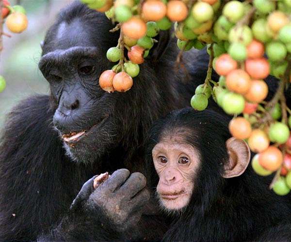 Baby chimp gives hope for Guinea's famous ape tribe