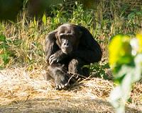 Savanna chimpanzees suffer from heat stress