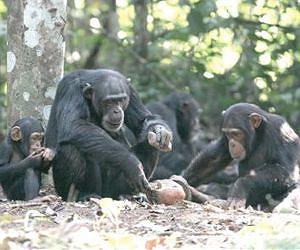Great apes, small numbers