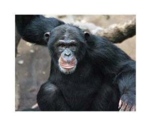 Chimps said attacking humans in Africa