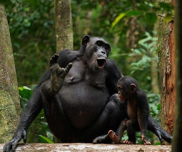 Scientists produce chimp genetic map to combat trafficking