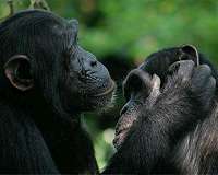 Primates adjust grooming to their social environment