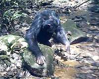 Chimps caught crabbing