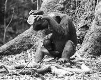 Captive chimpanzees spontaneously use tools to excavate underground food