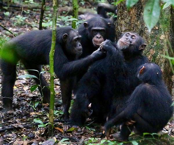 Outsider threats inspire bonding, cooperation among chimpanzees