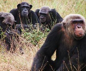 Apes get emotional over games of chance