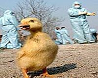 China steps up checks after bird flu death