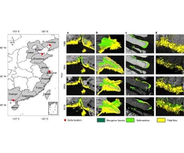 Satellite images show positive impact of conservation efforts for China's coastal wetlands